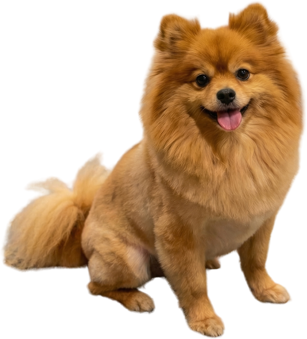 Pommy the Pomeranian